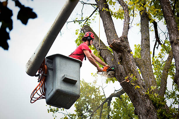 Best Tree Branch Trimming  in Basking Ridge, NJ